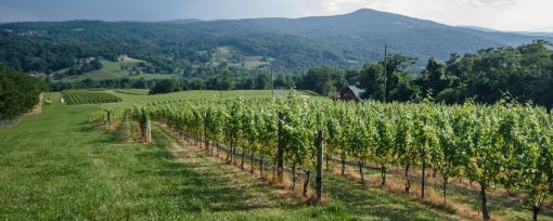 Our Vineyards