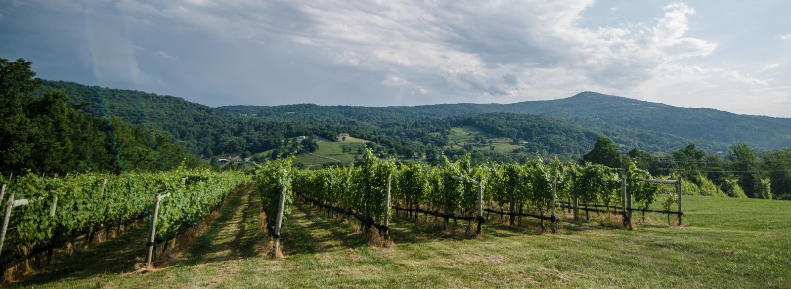Vineyard near me hotsell